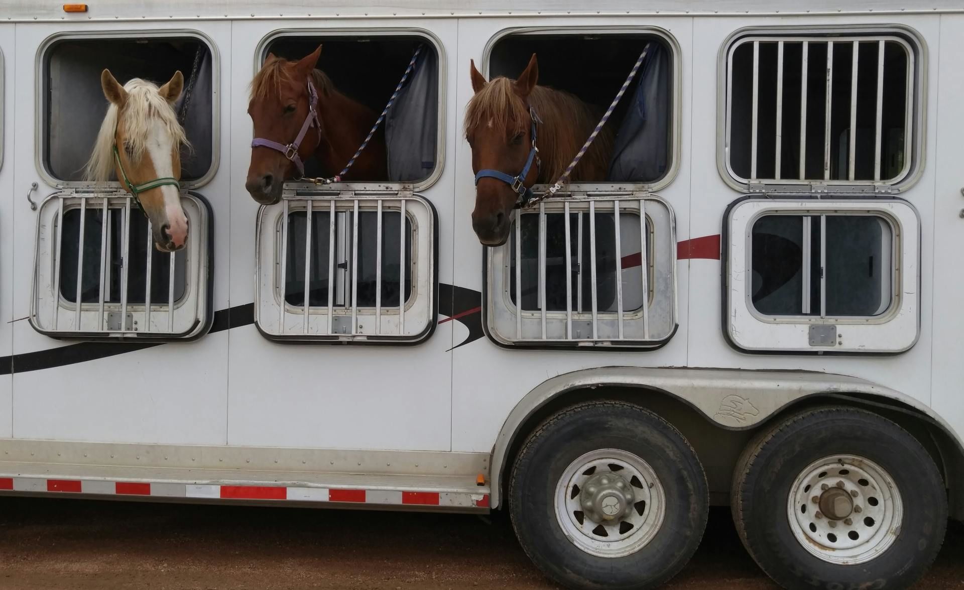 customize your horse trailer